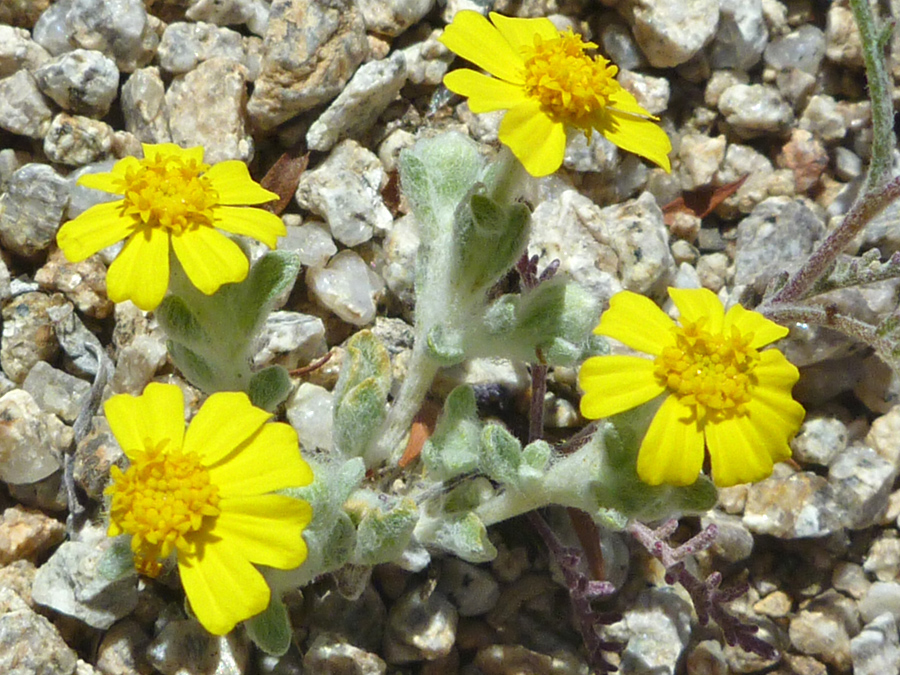 Four flowers