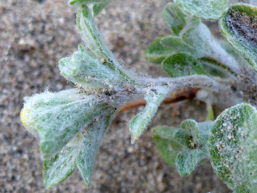 Woolly hairs