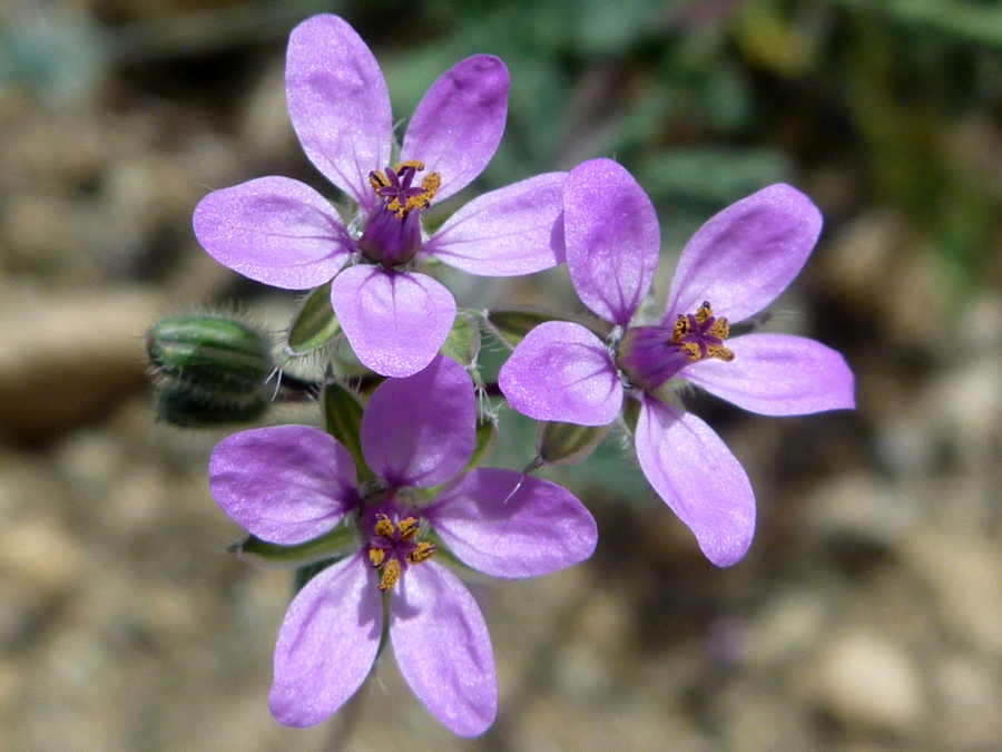 Three pink flowers