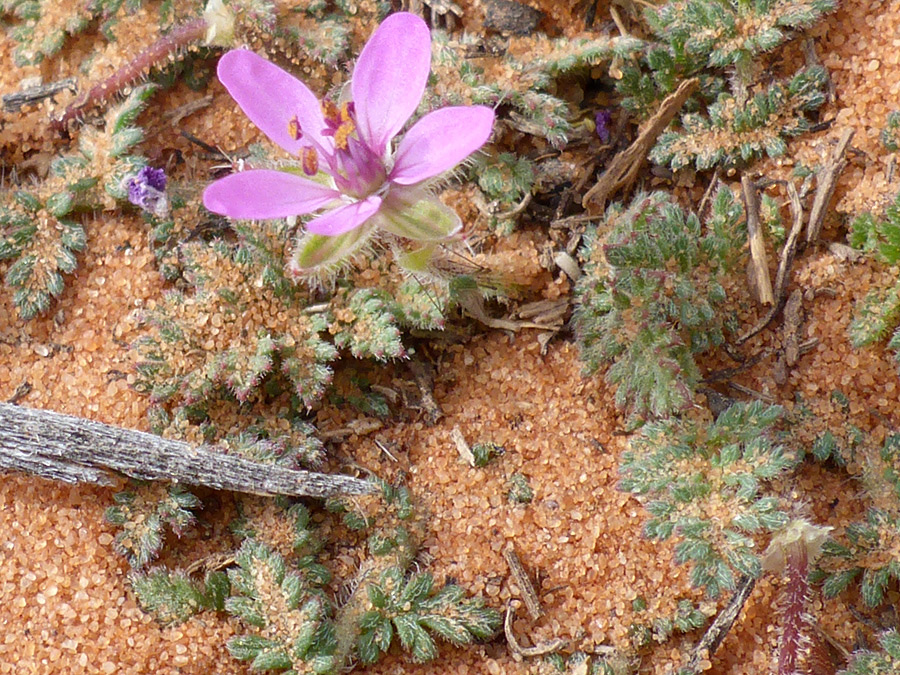 Sandy leaves