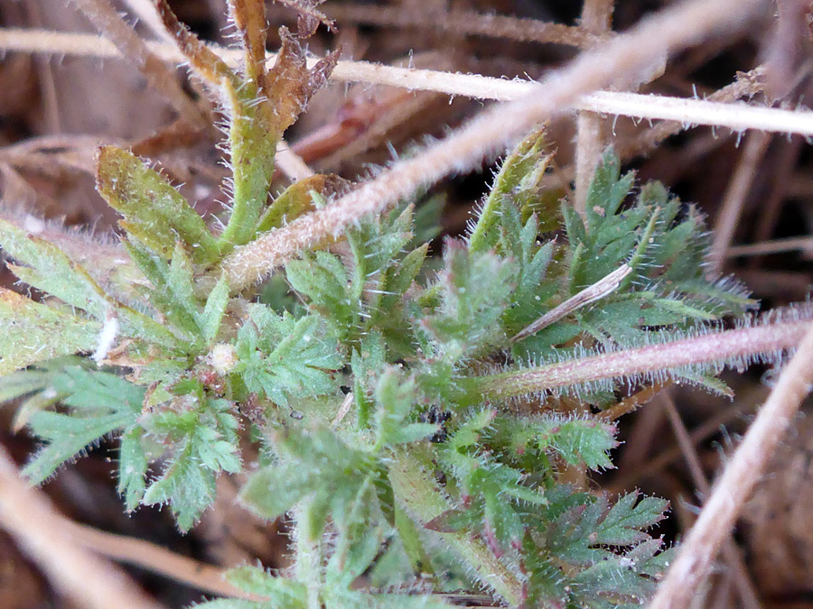 Stems and leaves