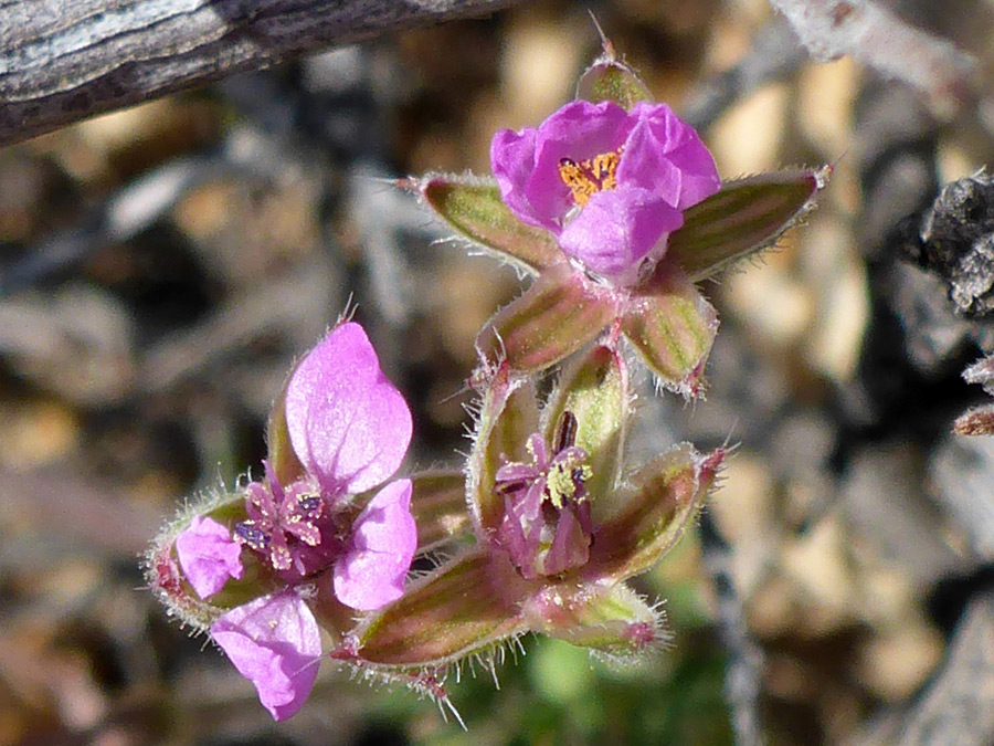 Petals and sepals