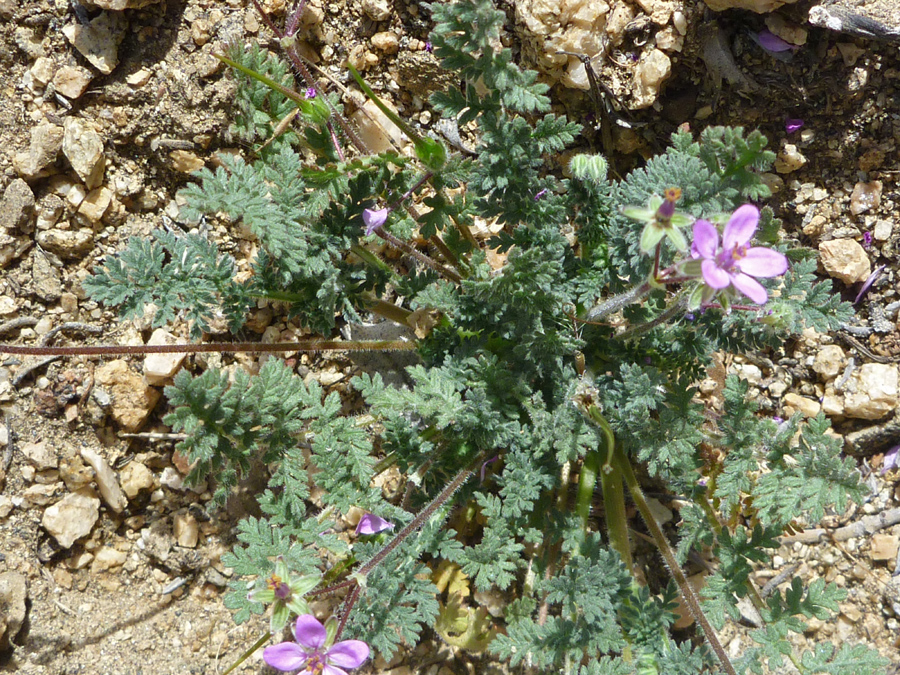 Basal leaves