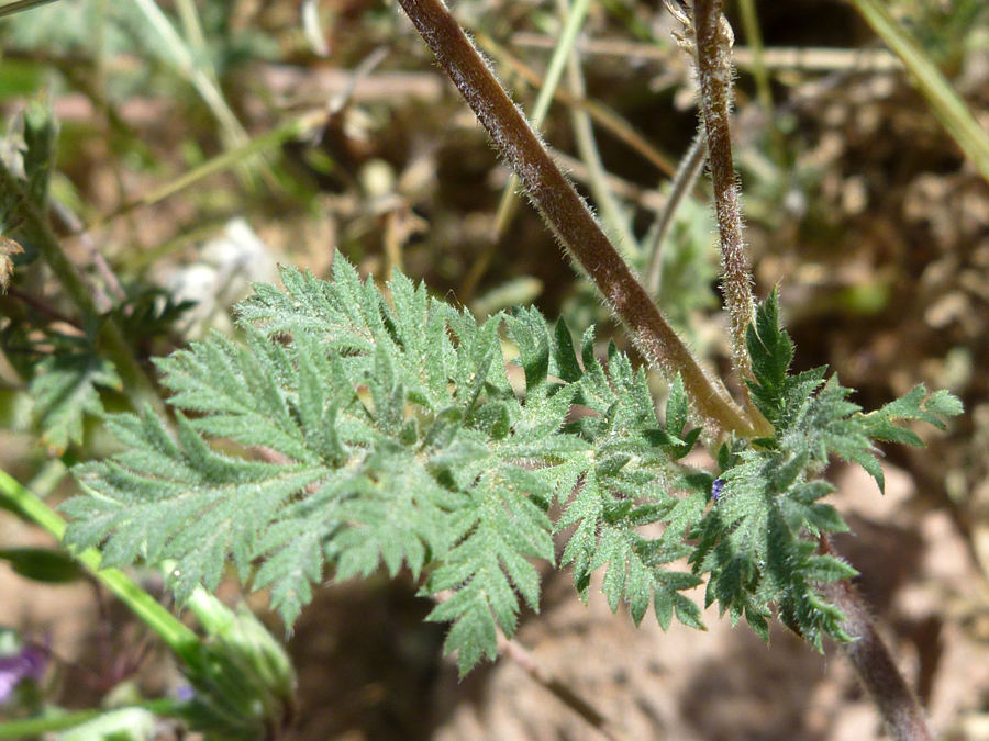 Compound leaf