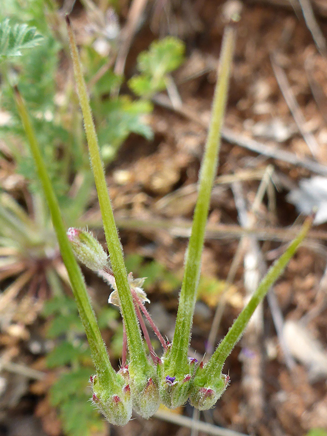 Seed pods