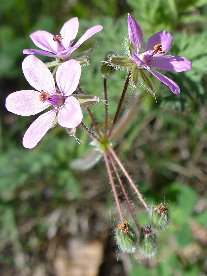 Three flowers