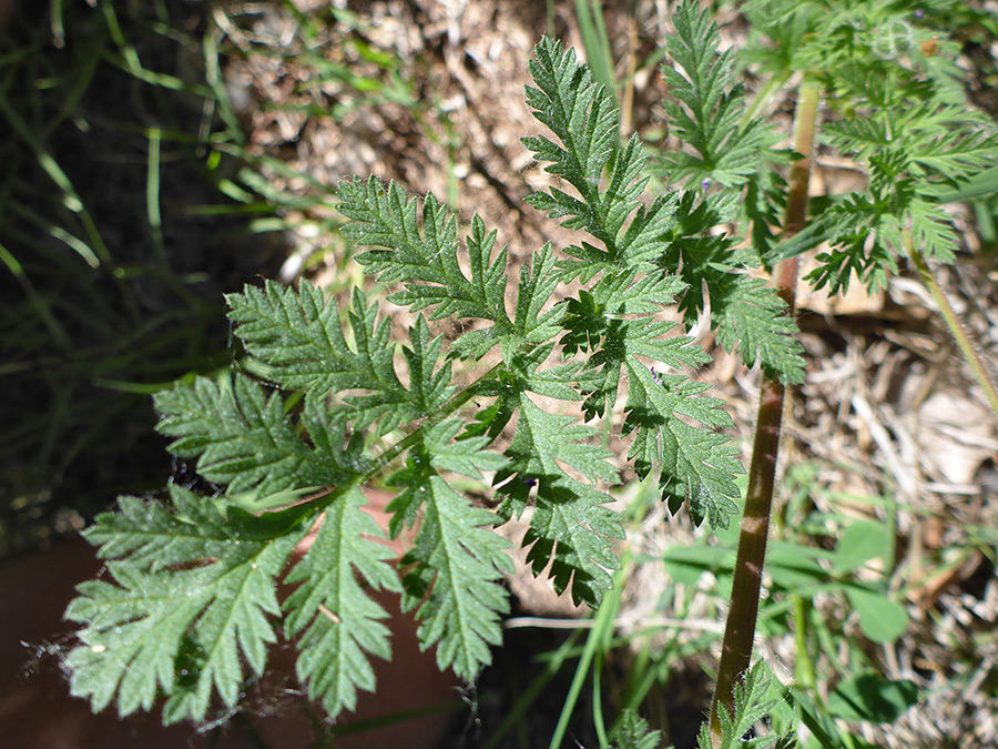 Divided green leaf