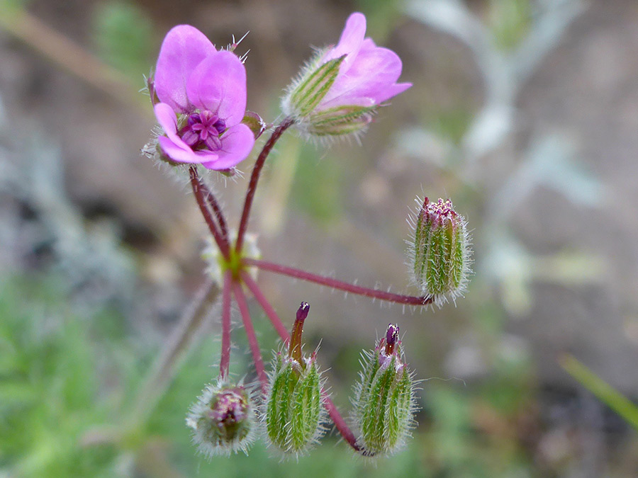 Green sepals