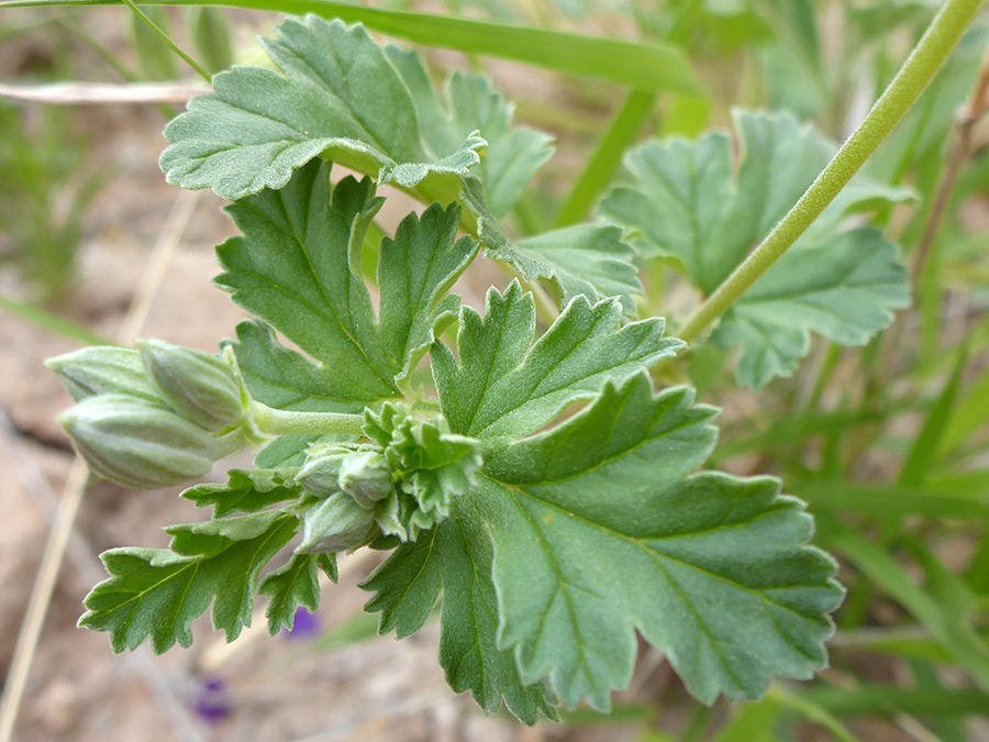 Lobed leaves