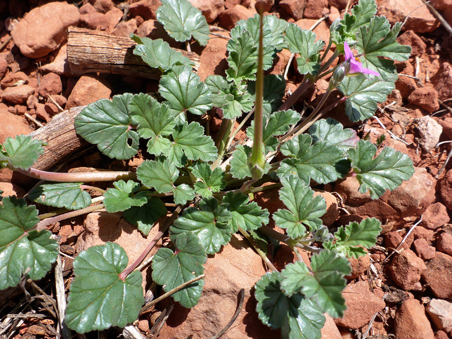 Basal leaves