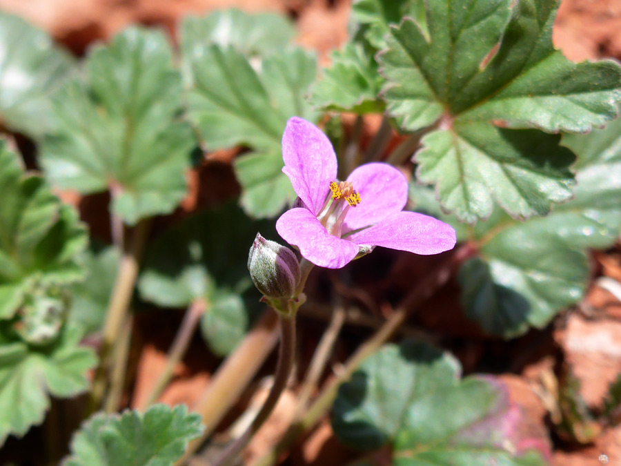 Flower and bud