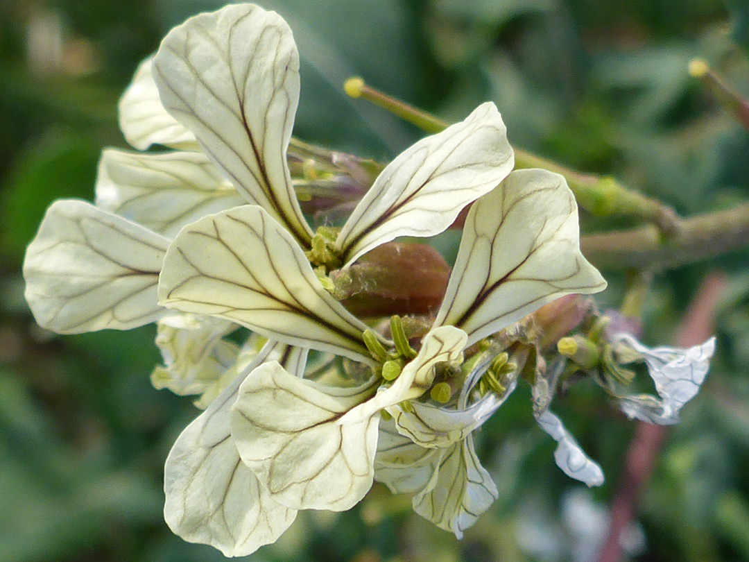 Veined petals