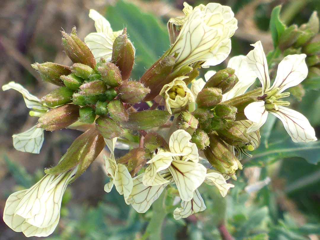 Flower clusters