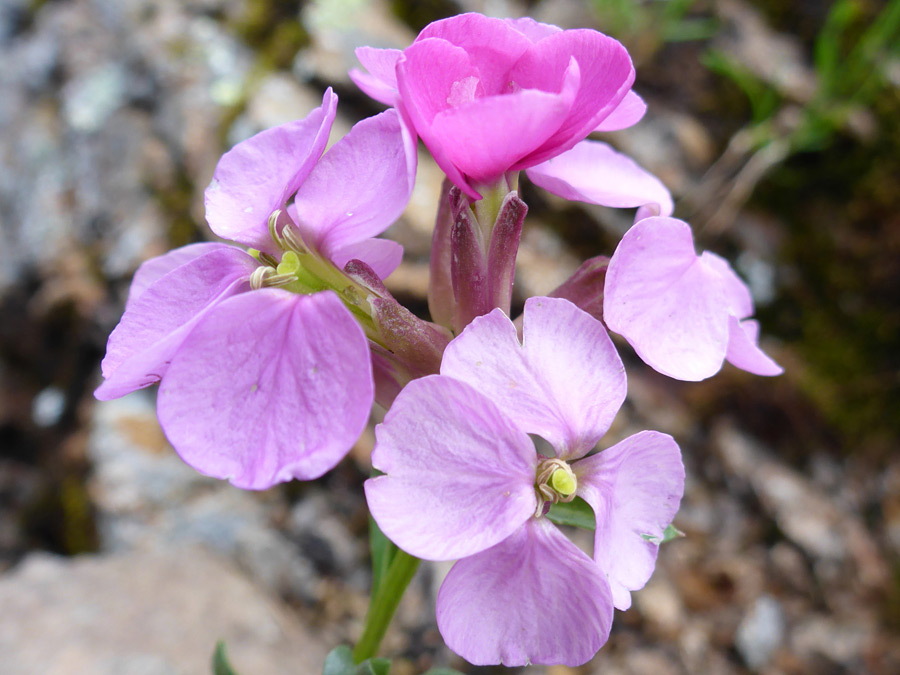 Pink petals