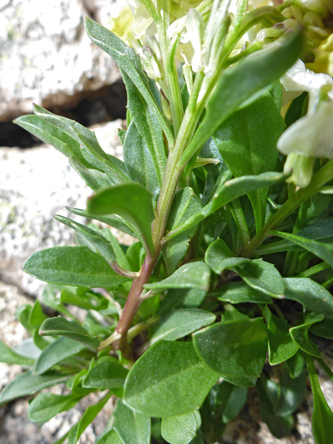 Stem leaves