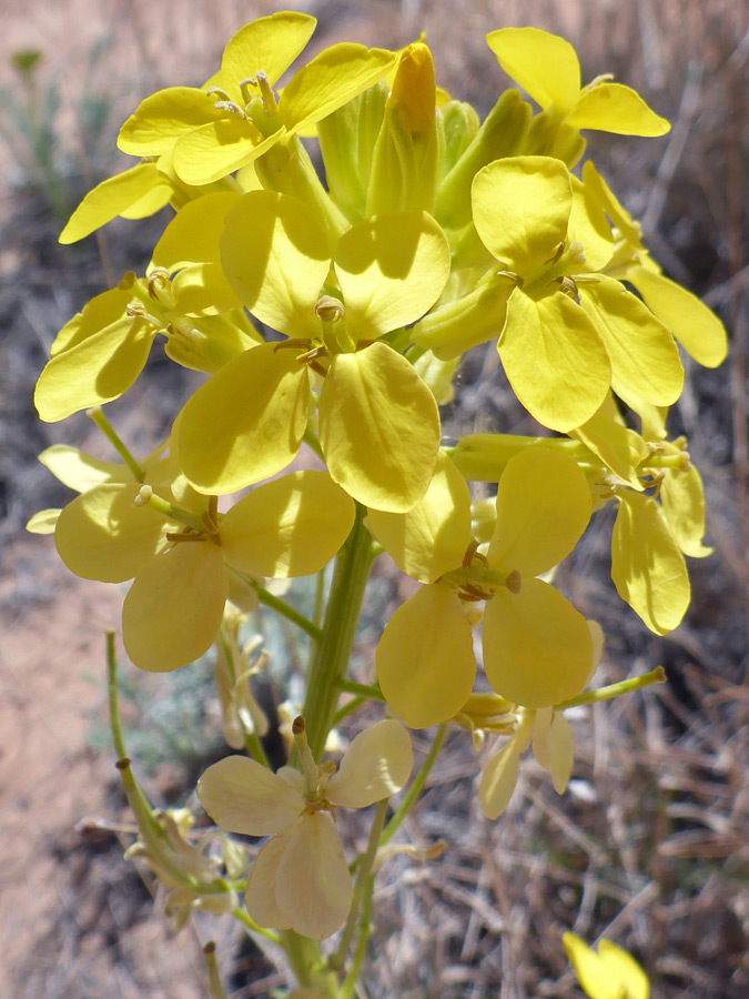 Flower cluster