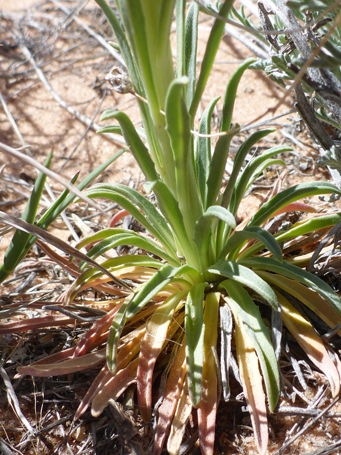 Basal leaves