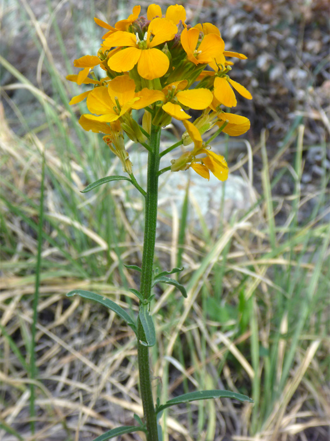 Thick green stem