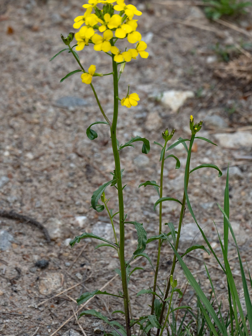 Three stems