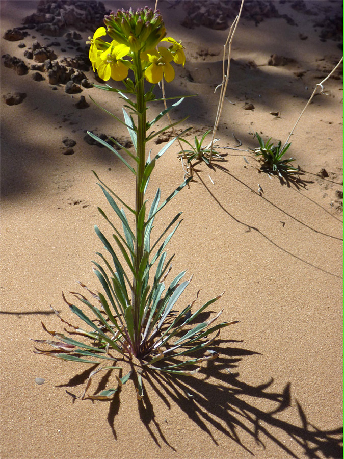 Plant and shadow