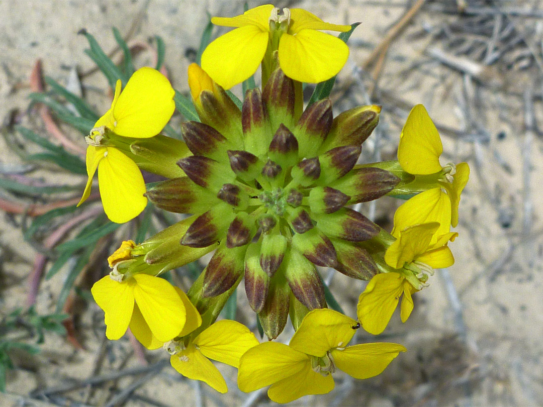 Erysimum capitatum