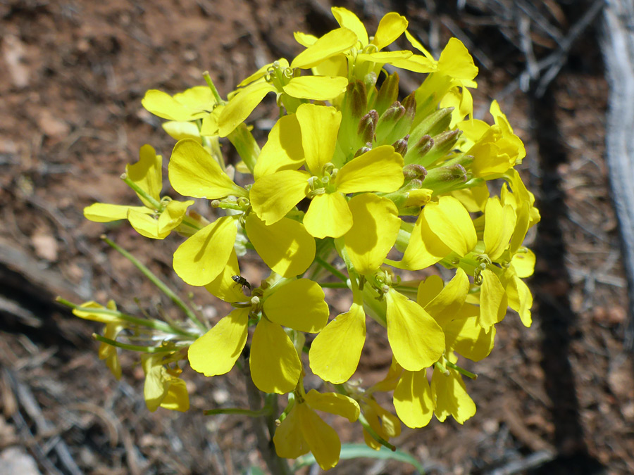 Four-petaled flowers