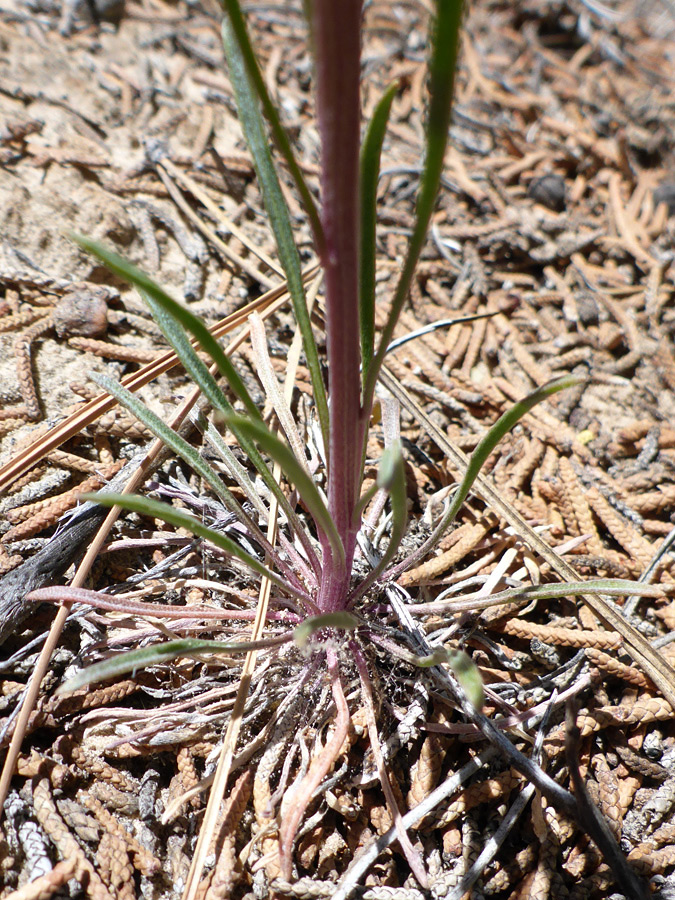 Narrow basal leaves