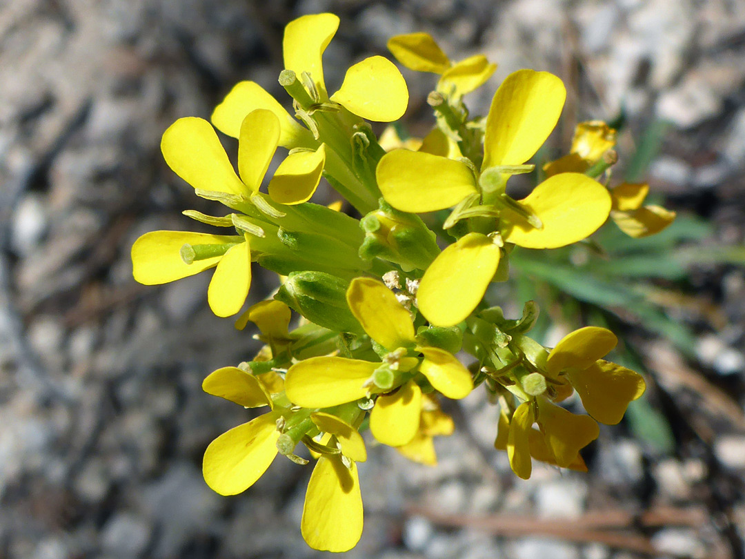 Flower cluster