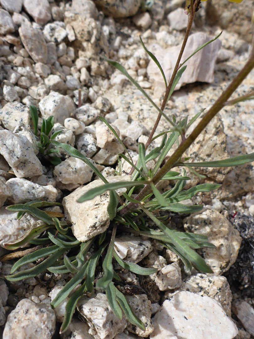 Basal and lower stem leaves