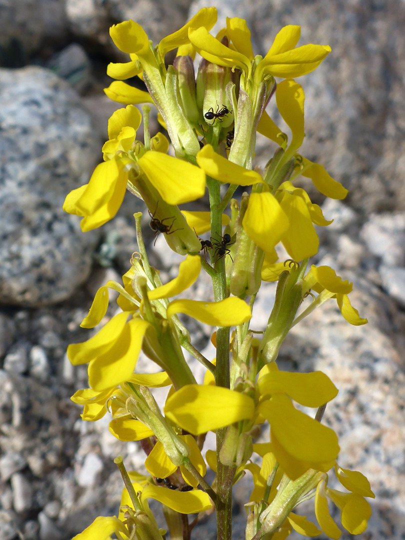 Yellow petals and greenish sepals