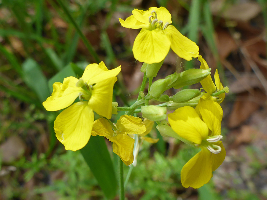 Flowers and buds