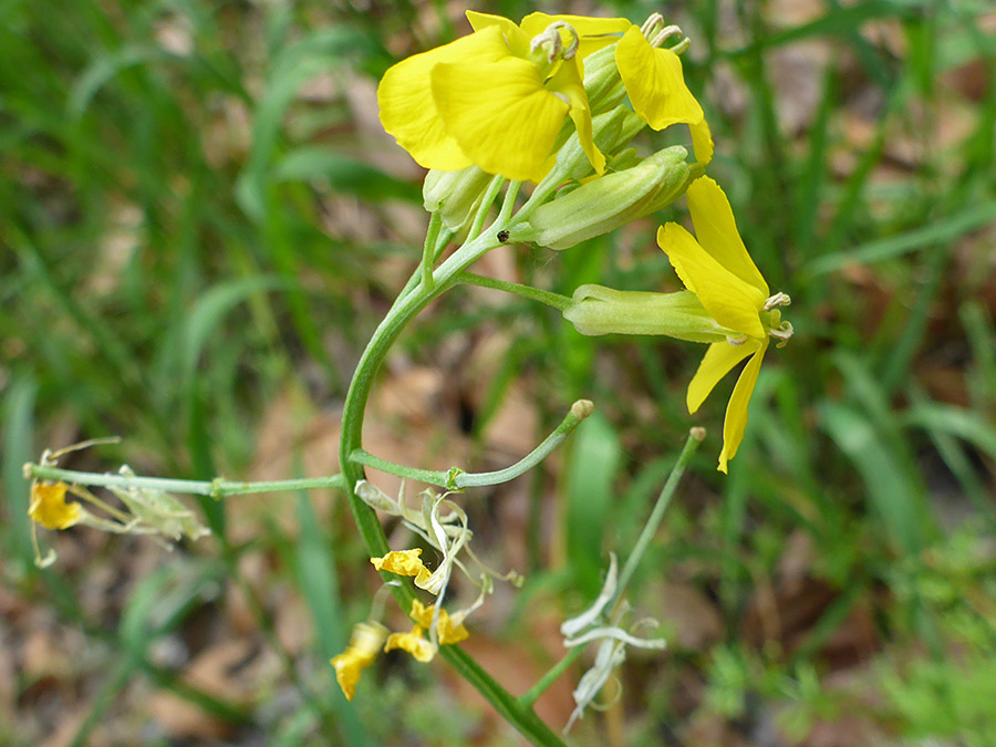 Partly withered flowers