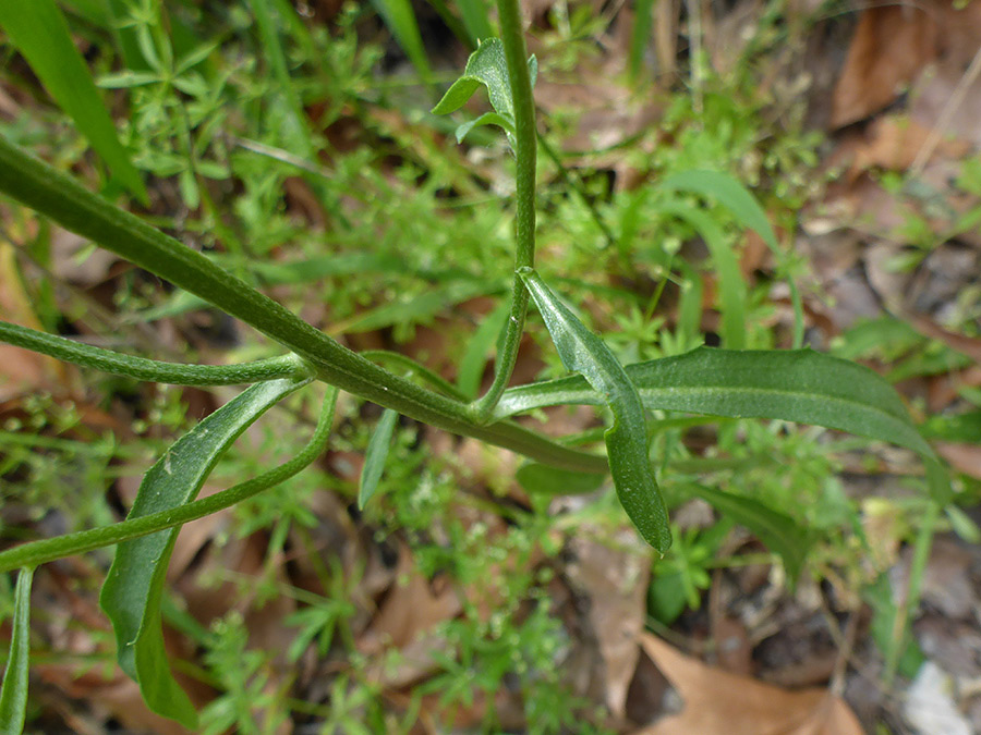 Stem leaves