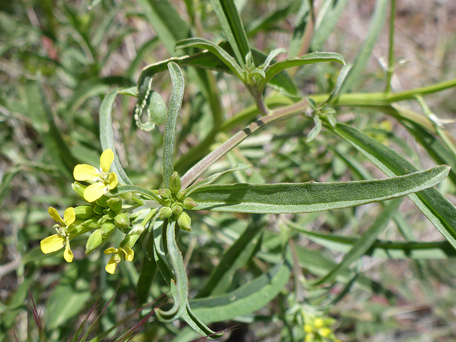 Long leaves