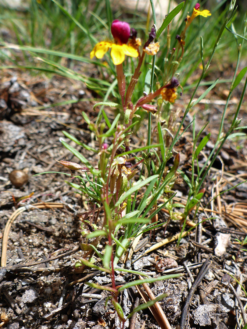 Flowering stem