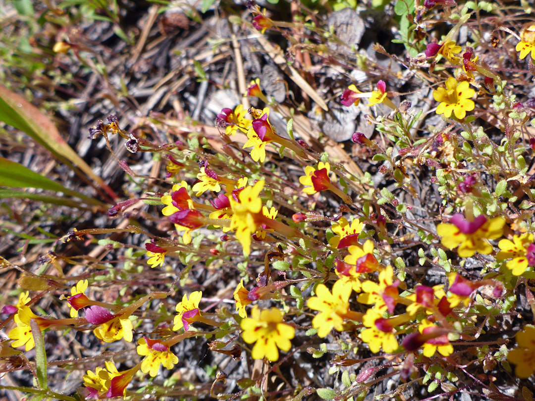 Many flowers