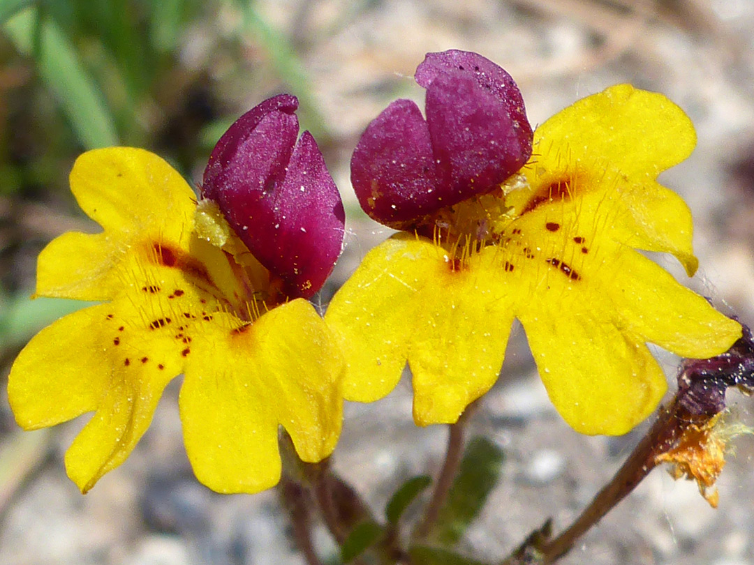 Two flowers