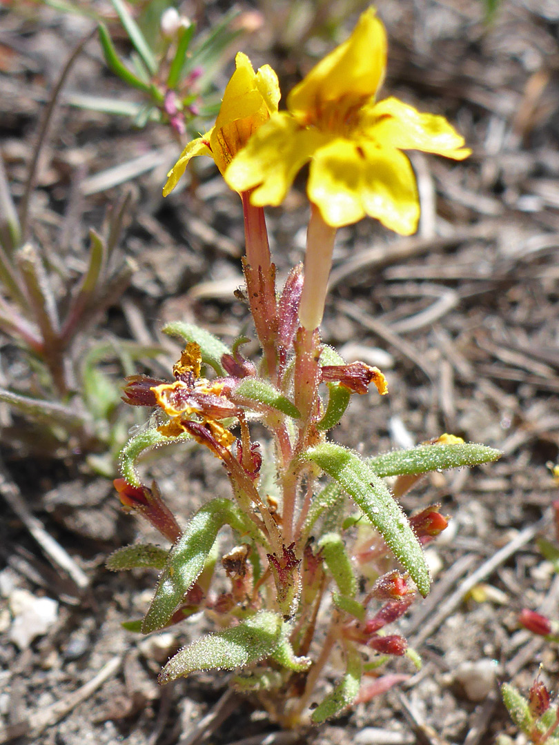 Glandular-hairy leaves