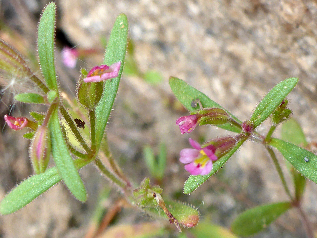 Two flowering stems