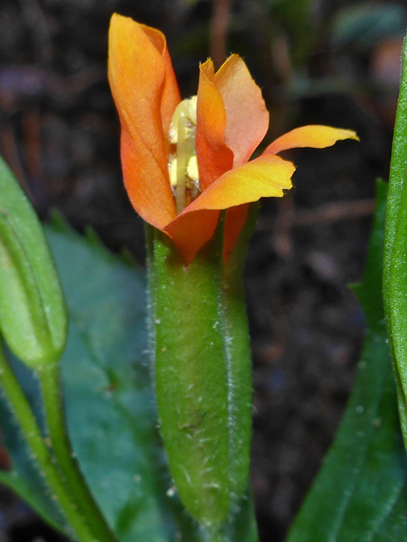 Orange petals