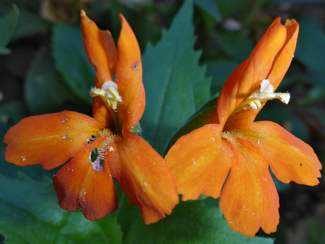 Two orange flowers
