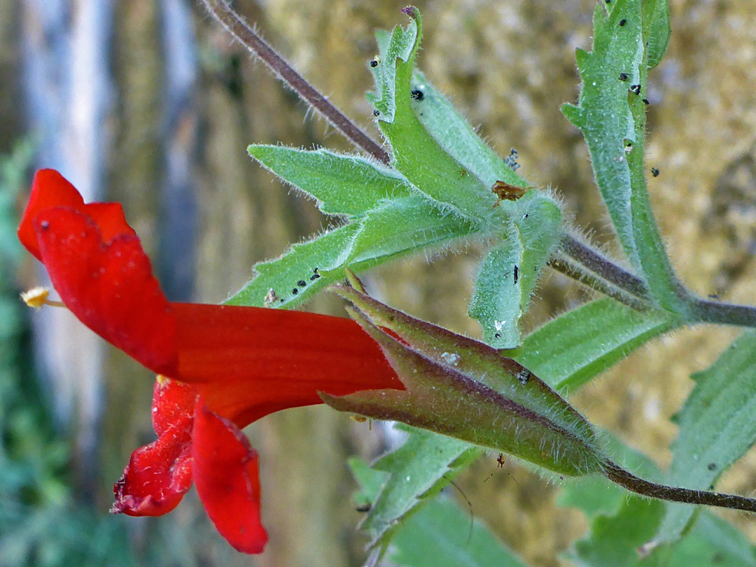 Hairy stem and calyces