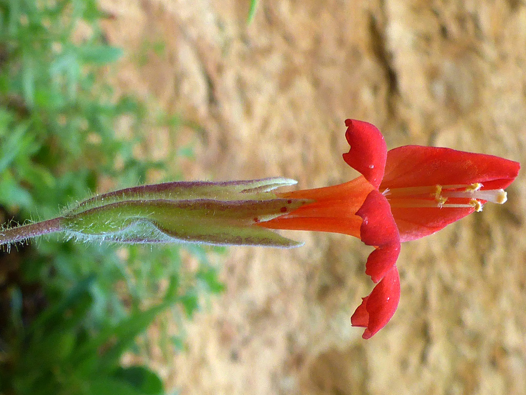 Elongated calycx and corolla