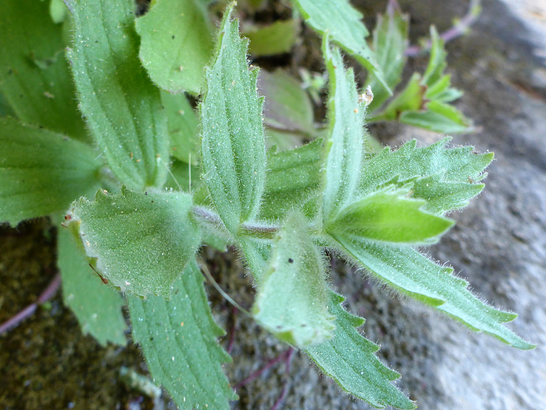 Toothed leaves