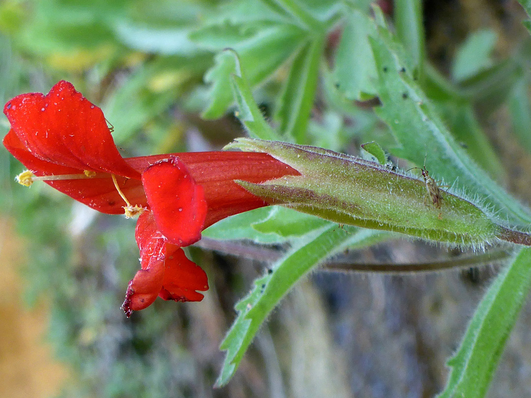 Red petals and yellow stamens