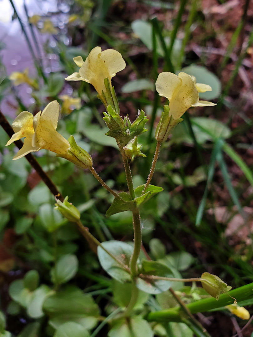 Pale yellow flowers