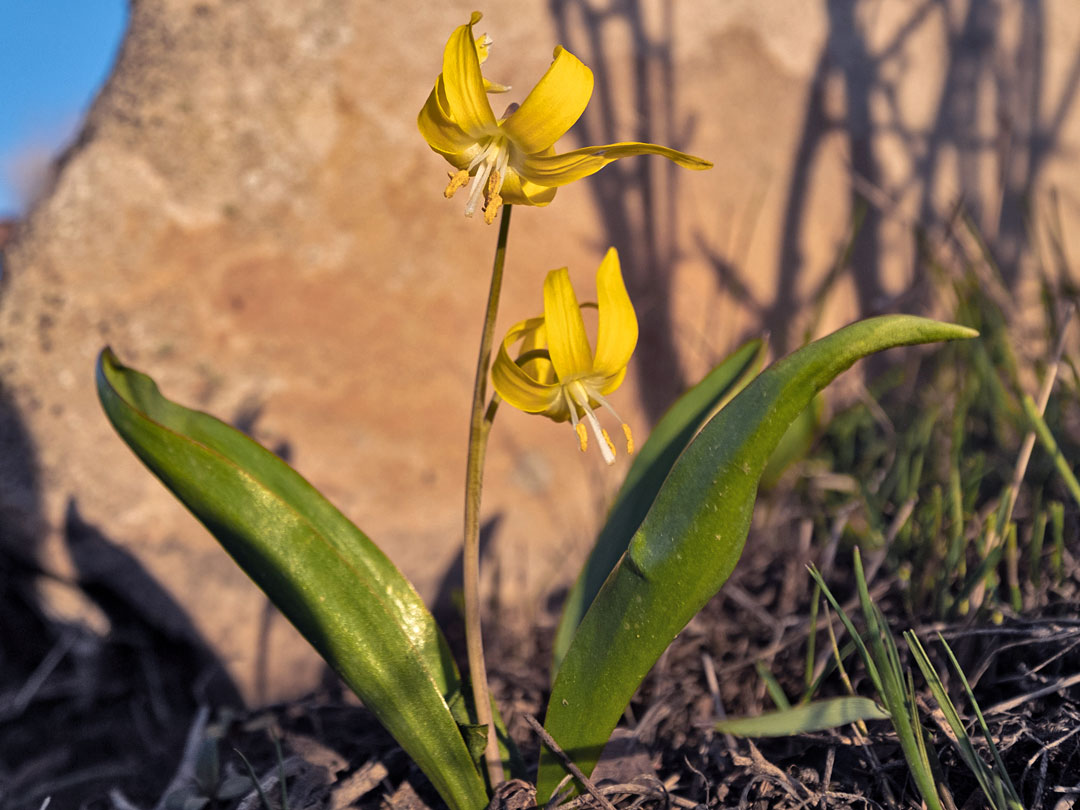 Two flowers