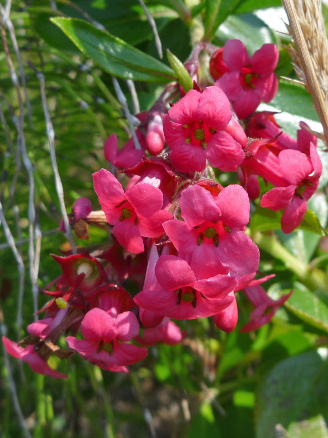 Reddish pink flowers