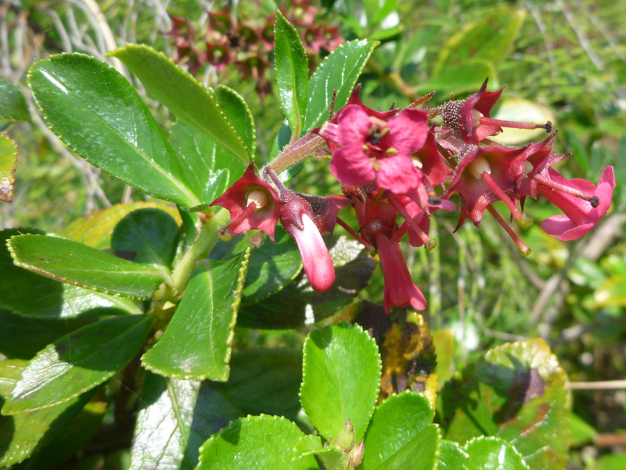 Stem, leaves and flowers