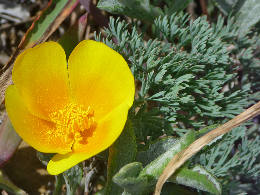 Flower and leaves